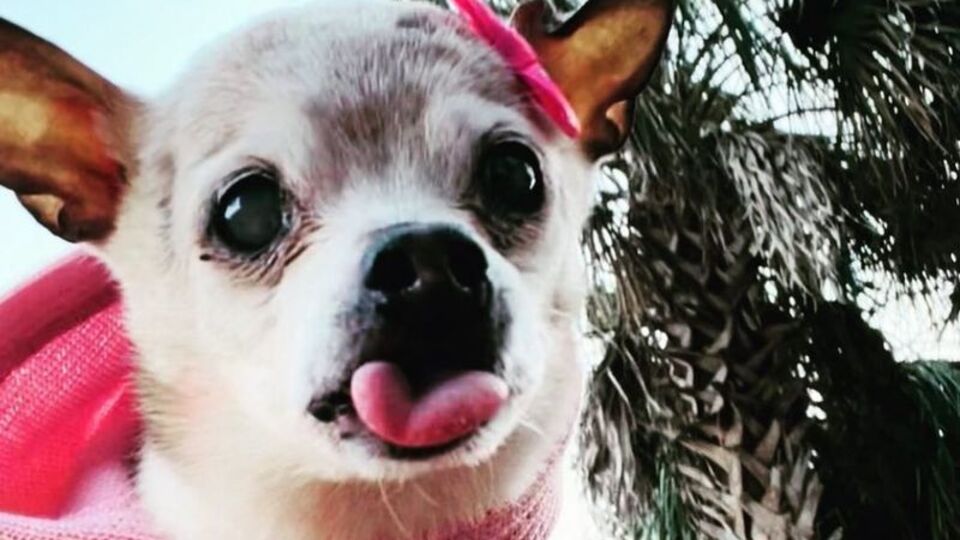 Guinness rekoru kırmıştı! 22 yaşında öldü