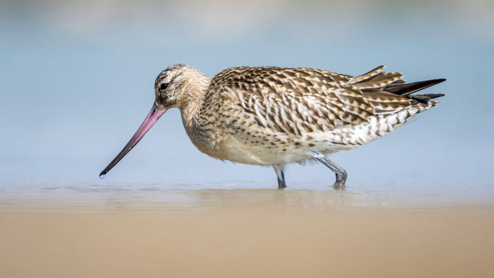 Gece-gündüz aralıksız 11 gün uçtu! Mersin'de görüldü!