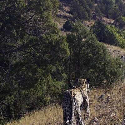 Türkiye'de varlığı kanıtlanmıştı... Bir kez daha görüntülendi