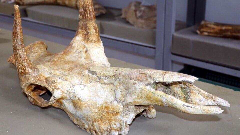 Kayseri'de 400'e yakın fosil bulundu