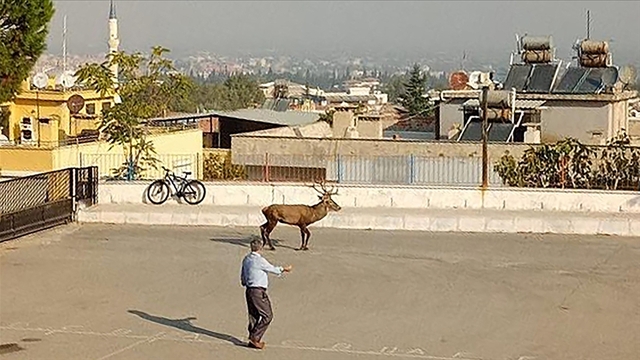 Kızıl geyikler şehir merkezinde