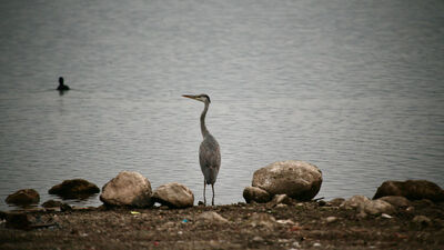 Yeniçağa Gölü göç mevsiminde mola veren kuşları ağırlıyor