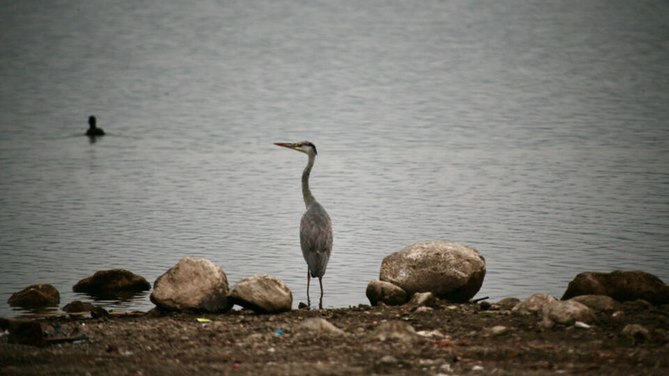 Yeniçağa Gölü göç mevsiminde mola veren kuşları ağırlıyor
