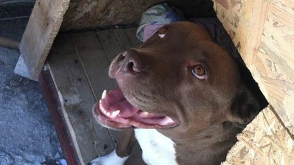 Kulübesindeki 'Şila'yı yakarak öldürdüler