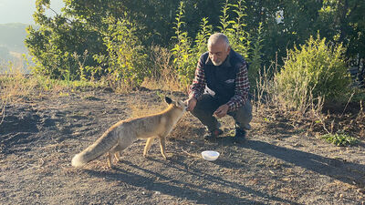 Eliyle beslediği tilki Maykıl can dostu oldu