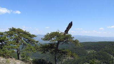 Kaşif Şahgaga Türkiye'de... Adım adım izleniyor