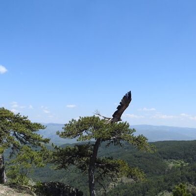 Kaşif Şahgaga Türkiye'de... Adım adım izleniyor