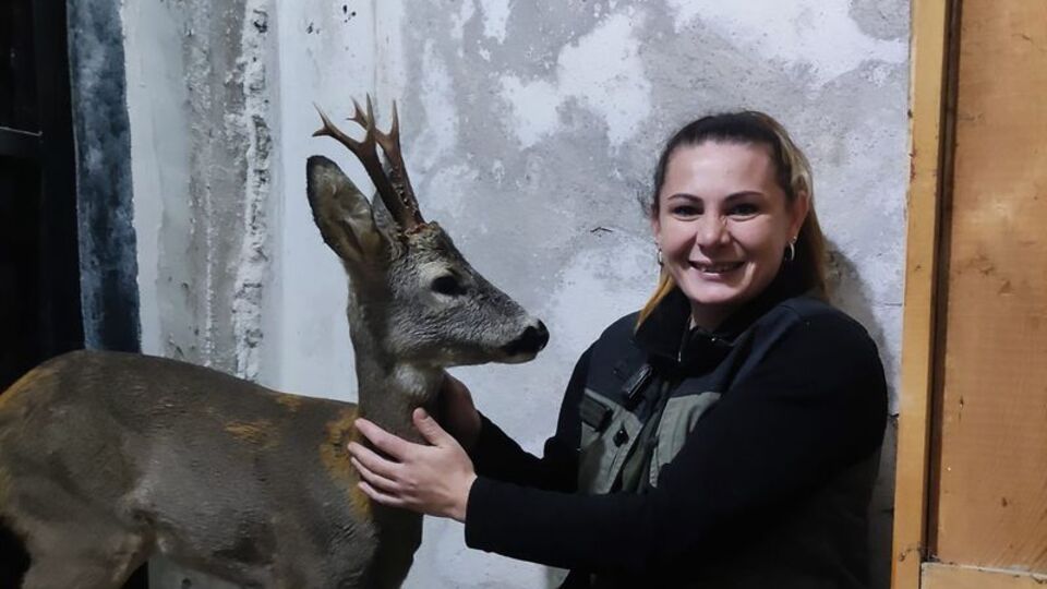 Köpeklerden kaçarken yaralanmıştı... Doğaya salındı