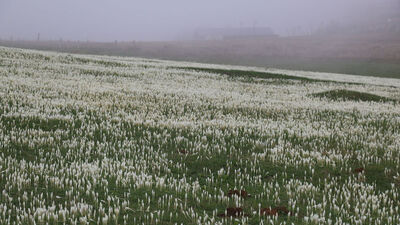 Doğu Karadeniz 'vargit'le kaplandı