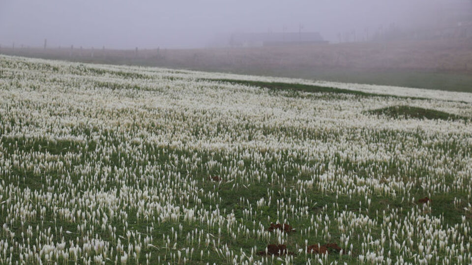 Doğu Karadeniz 'vargit'le kaplandı