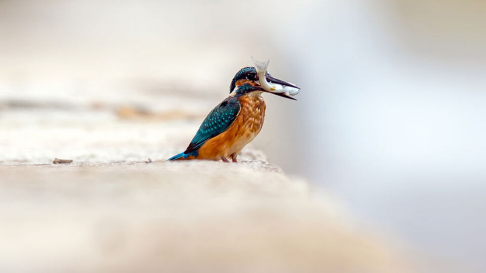 7 ayın sonunda görüntüledi!