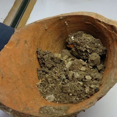 1600 yıllık balık kılçığı ve pulları bulundu!