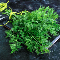 Dereotu süt yapar mı?