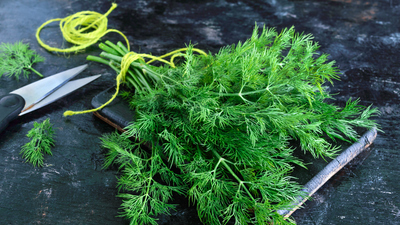 Dereotu süt yapar mı?