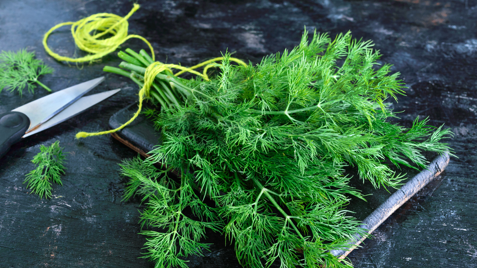 Dereotu süt yapar mı?