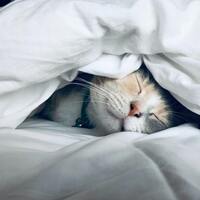 Rüyada Mezarlığa Gitmek