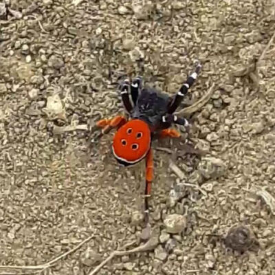 Türkiye'de ve Avrupa'da nadir görülüyor... Eresus kollari Elazığ'da!