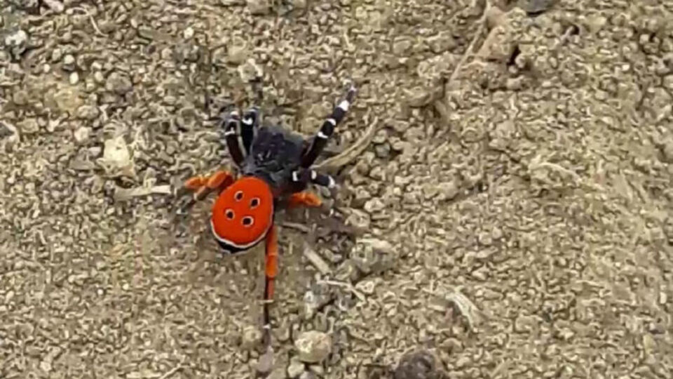 Türkiye'de ve Avrupa'da nadir görülüyor... Eresus kollari Elazığ'da!