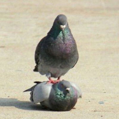 Sosyal medyada fenomen olmuşlardı... İlginç çalışma