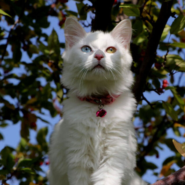 Van Kedi Villası'nda 2023 doğumları için çalışmalara başlandı