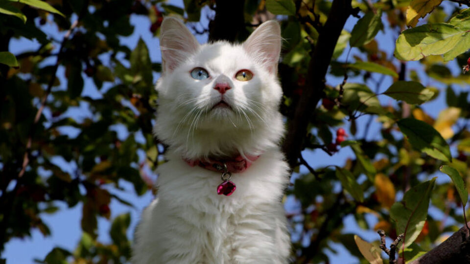 Van Kedi Villası'nda 2023 doğumları için çalışmalara başlandı