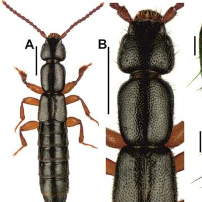 Edirne'de keşfedildi... Avcı bir tür!