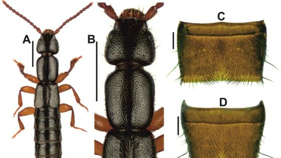Edirne'de keşfedildi... Avcı bir tür!