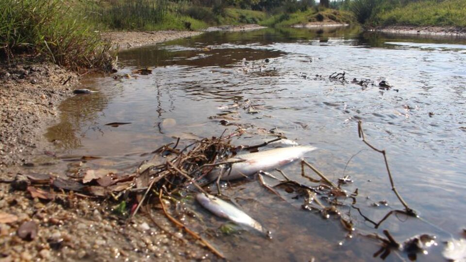 Siyaha bürünen derede balıklar karaya vurdu