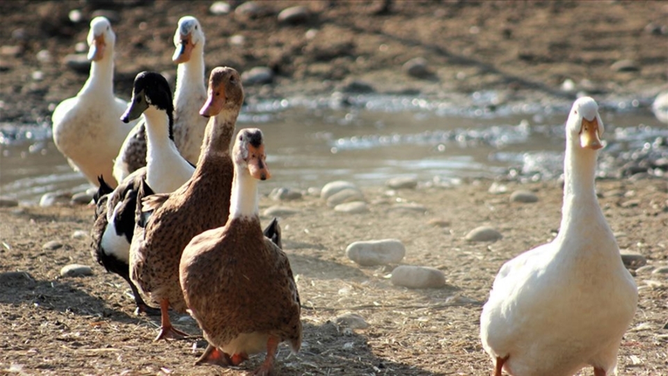 Emekli hayvanlar çiftliği