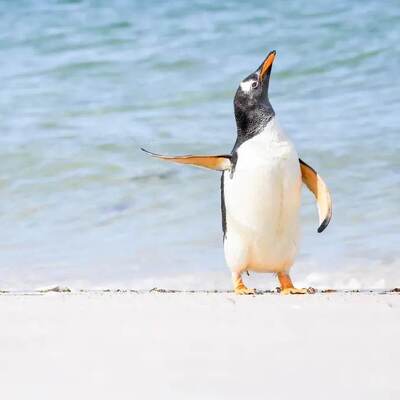 Vahşi yaşamın 'öteki' yüzü