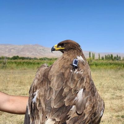 Sadece 12 çift kaldı! Eylem planı hazırlandı! Bozkır Kartalı!