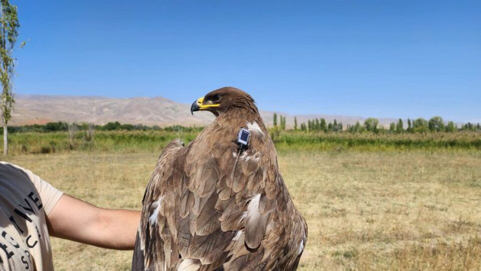 Sadece 12 çift kaldı! Eylem planı hazırlandı! Bozkır Kartalı!