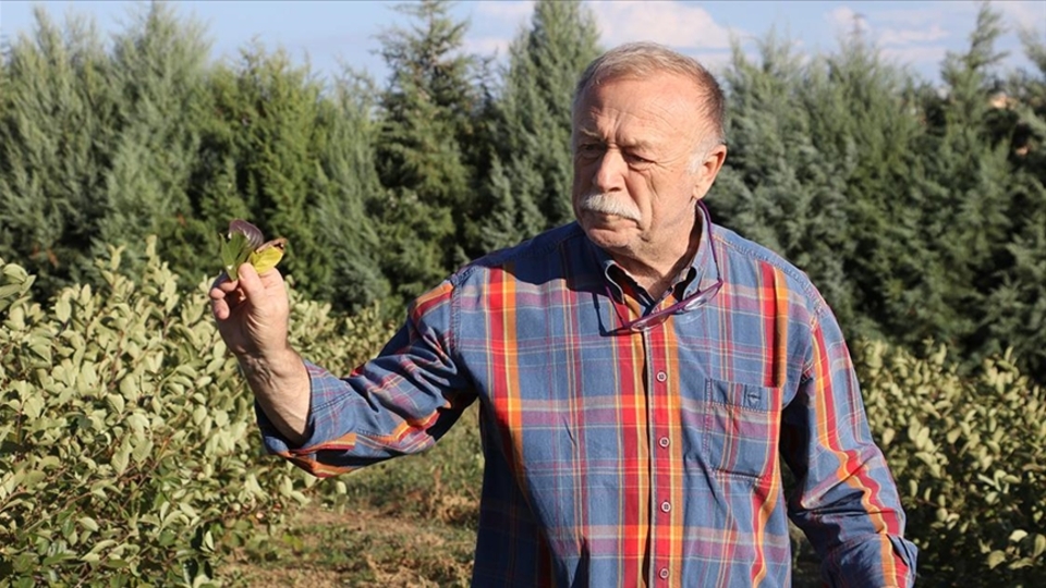 Saksıda başlayıp 16 dekara çıkardı