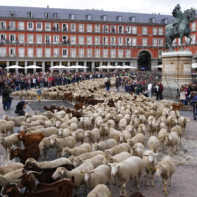 Madrid'de binlerce koyun şehrin göbeğinde