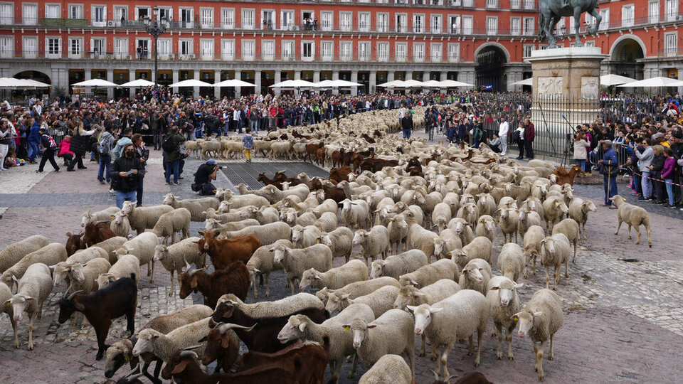 Madrid'de binlerce koyun şehrin göbeğinde