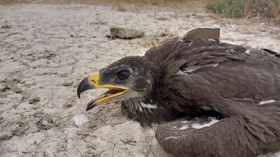 Konya'dan takibe alındı... Bir haftada Afrika'da