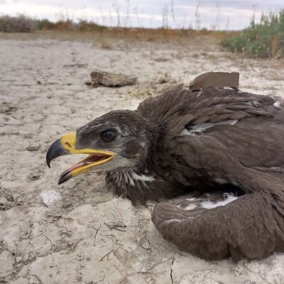 Konya'dan takibe alındı... Bir haftada Afrika'da