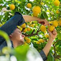 Limon ağacı ne zaman çiçek açar?