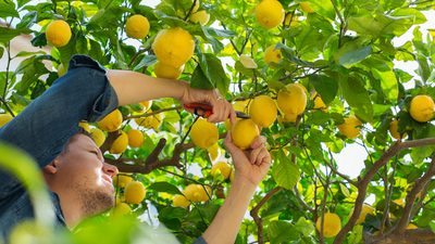 Limon ağacı ne zaman çiçek açar?