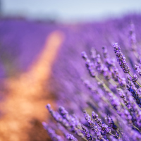 Lavanta ne zaman toplanır?