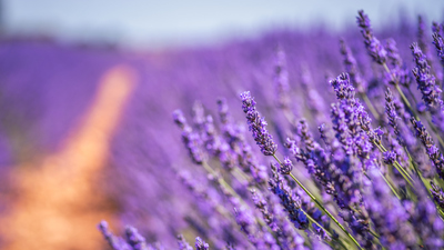 Lavanta ne zaman toplanır?