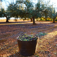 Zeytin ne zaman toplanır?