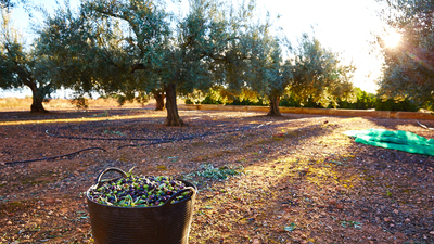 Zeytin ne zaman toplanır?