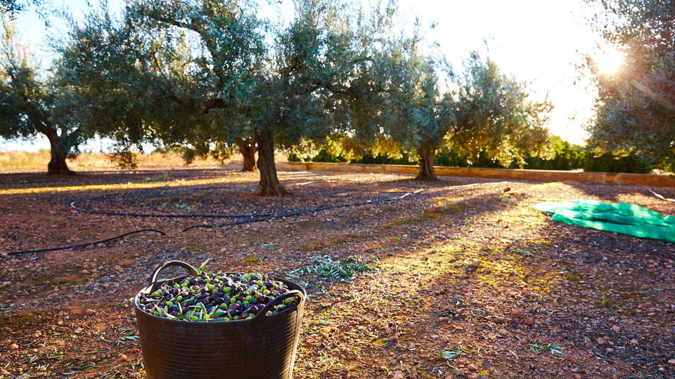 Zeytin ne zaman toplanır?
