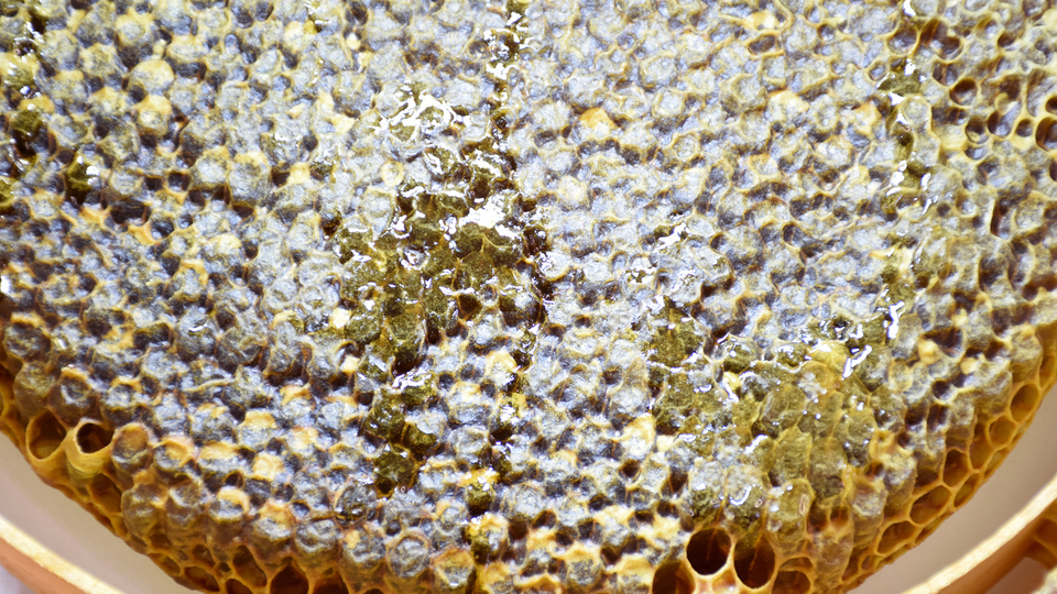 Propolis nasıl kullanılır?