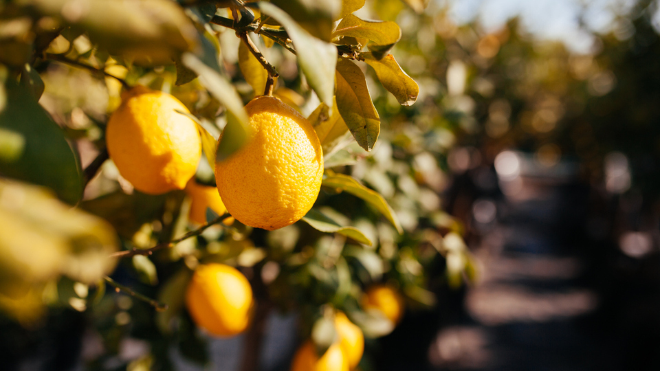 Limon ne zaman toplanır?