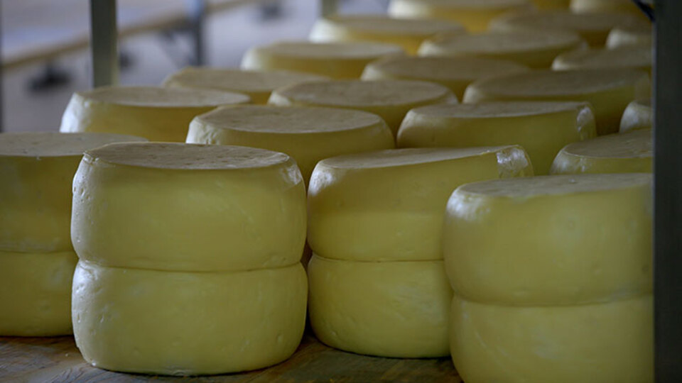 Trakyalı ve Karslı kaşar üreticileri rekabette