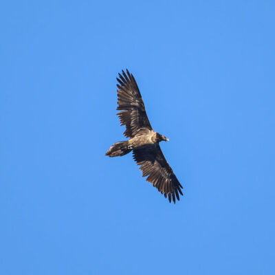 Kırmızı listede... Iğdır'da görüntülendi