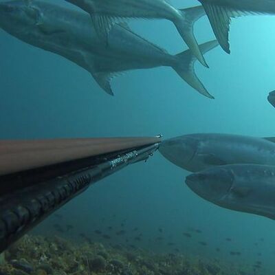 Dev balık sürüsüyle karşı karşıya geldi!