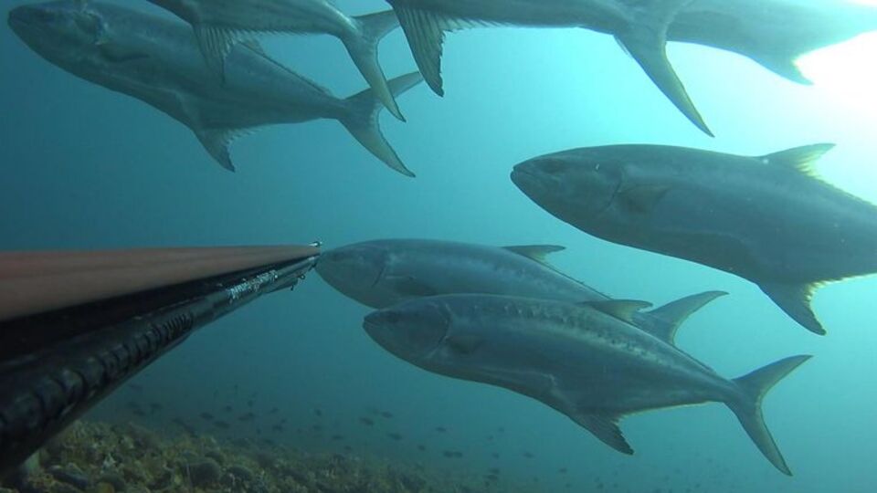 Dev balık sürüsüyle karşı karşıya geldi!